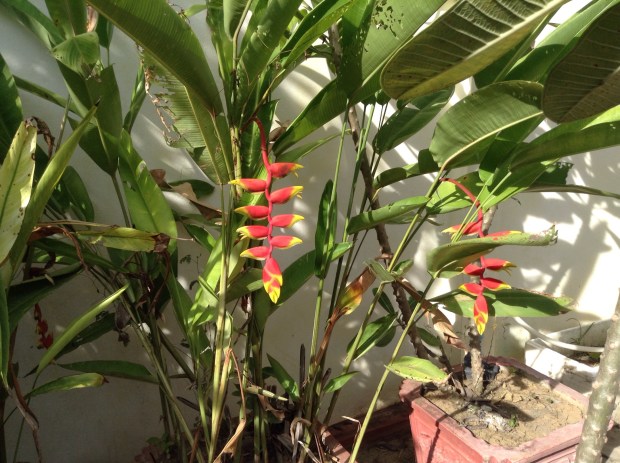 These beauties in our garden