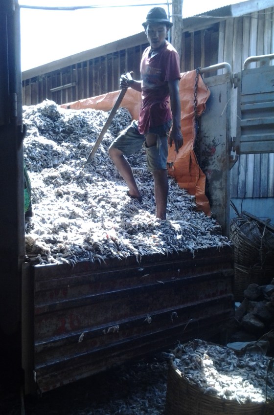 About 13 ton of fish